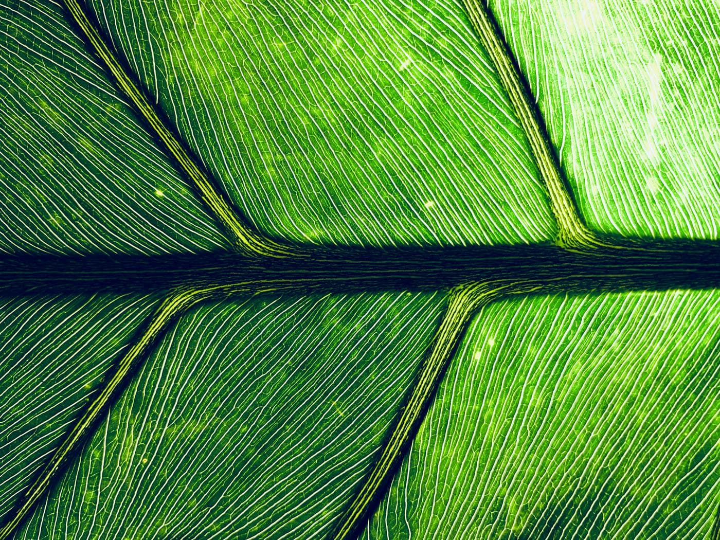 Close-up of raw botanical and plant-based supplement ingredients